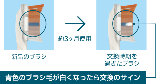 替ブラシは、3ヶ月ごとに交換してください　青色のブラシ毛が白くなったら交換のサイン