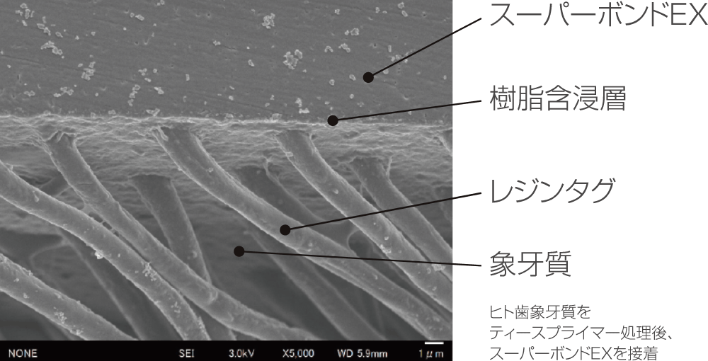 良質な樹脂含浸層のイメージ