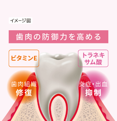 歯肉の防御力を高める