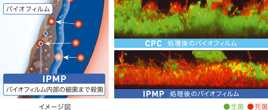 バイオフィルムへの浸透性と殺菌作用の比較