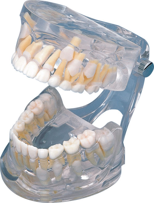 透明歯列模型 PE-PDI002 - オーラルケア 