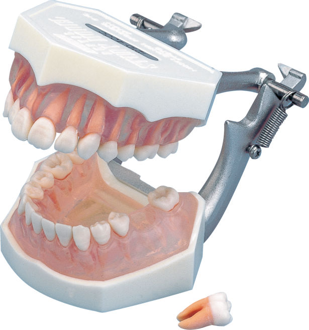 複製模型歯着脱顎模型 PE-ANA009（I21D-400C）｜オンラインカタログ