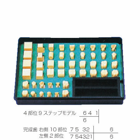 歯冠彫刻順序模型 C11-TU1｜オンラインカタログ internet DO