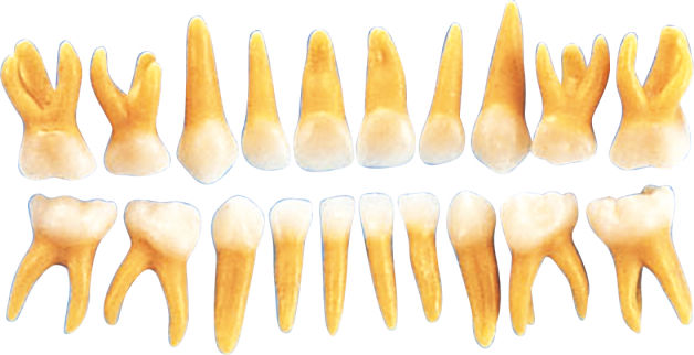 B4-309-＃単歯 複製根乳歯模型歯｜オンラインカタログ internet DO