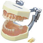 ニッシン　歯科模型　(I21d-KA3) ニッシン 歯科模型 (I21d-KA3) ニッシン 歯科模型 (I21d-KA3