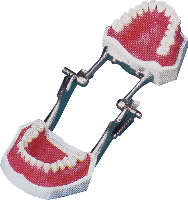 歯周疾患実習用顎模型 P15D-004｜オンラインカタログ internet DO