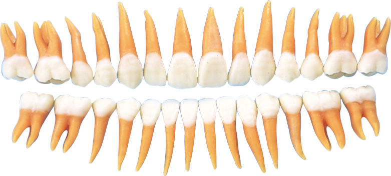 B2-306-＃単歯 複製根模型歯｜オンラインカタログ internet DO【株式 